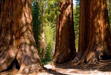 Humboldt Redwoods State Park